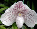 Paph. Psyche 
